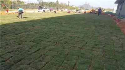 道路綠化工程施工全攻略 優(yōu)選產(chǎn)品與高效施工指南