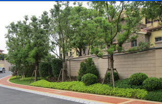 福州園林綠化工程 喬木、花灌木種植設(shè)計與施工要點(diǎn)