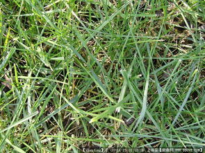 園林綠化工程從設(shè)計到施工 圖紙、植物與節(jié)點的完整指南