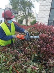 園林綠化工程施工要點 修剪、除草、砍雜與草坪鋪設